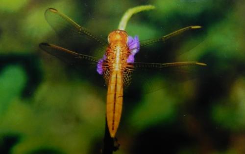 Réf. 259 674 : Crocothemis erythraea